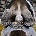 tortoise_galapagos_pa_v_0044_ecu2068.jpg